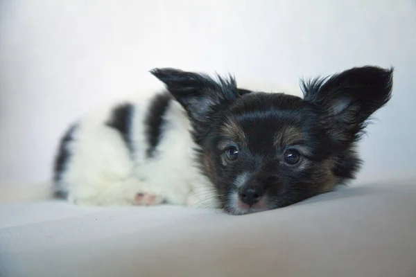 Puppy dog baby 2 months papillon — Stock Photo, Image