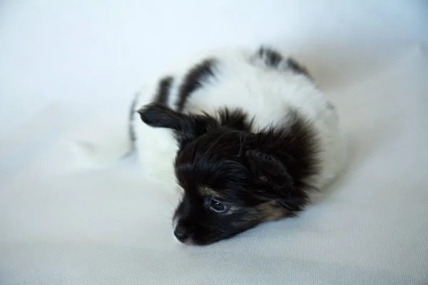 Cachorro perro bebé 2 meses papillon —  Fotos de Stock