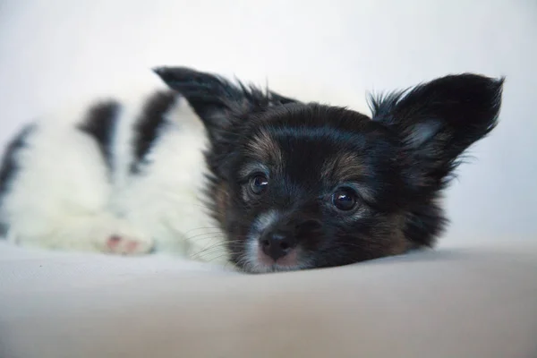 Cachorro perro bebé 2 meses papillon —  Fotos de Stock