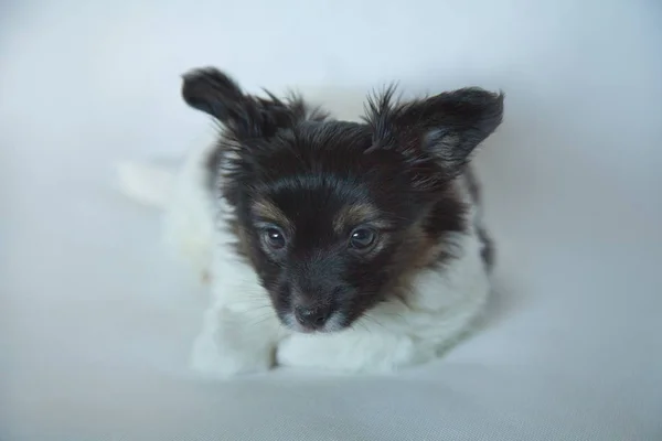 Cachorro perro bebé 2 meses papillon —  Fotos de Stock