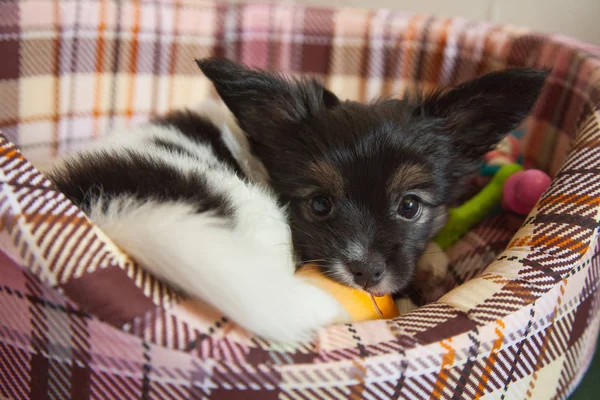 Chiot chien bébé 2 mois papillon — Photo