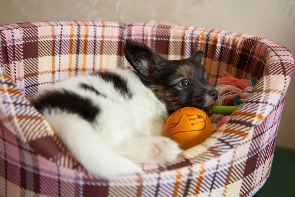 köpek yavrusu köpek bebek 2 ay papillon