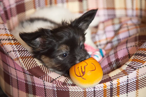 Puppy dog baby 2 months papillon — Stock Photo, Image