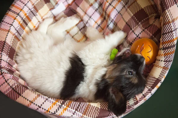 Puppy dog baby 2 months papillon — Stock Photo, Image