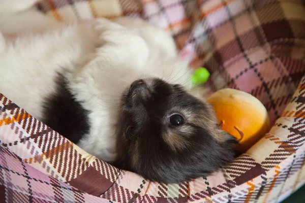 Щенок собака ребенок 2 месяца папиллон — стоковое фото