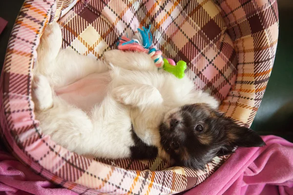 Kölyök kutya baba 2 hónapos Ízlelő szemölcsös — Stock Fotó