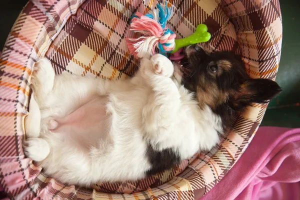 Puppy dog baby 2 months papillon — Stock Photo, Image