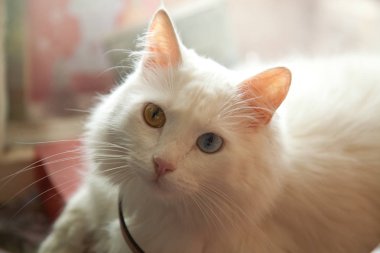 hetrokromya beyaz kedi portre