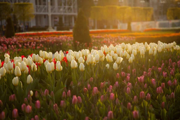 Hermosas flores frescas en el parque — Foto de Stock