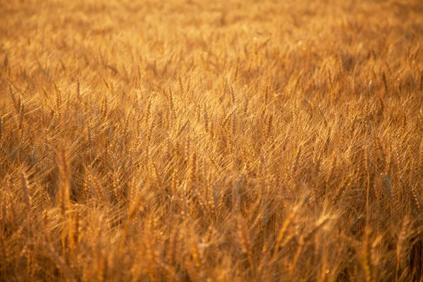 Atardecer trigo campo de oro en la noche — Foto de Stock