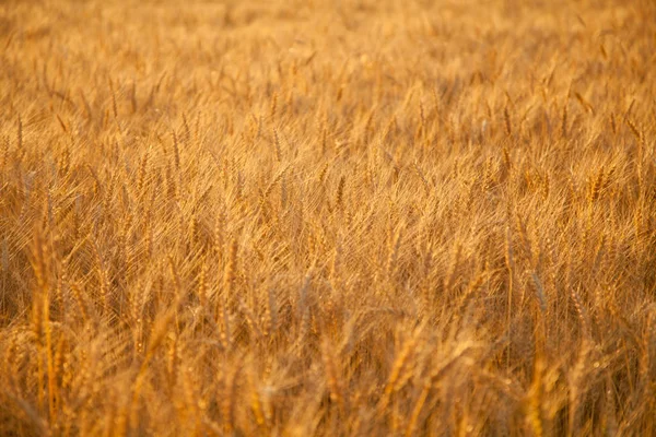 gün batımı buğday altın alan akşam