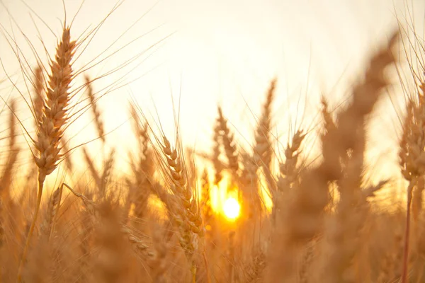 Zlaté slunce pšeničné pole ve večerních hodinách — Stock fotografie