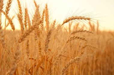 Sunset akşam altın buğday alanı