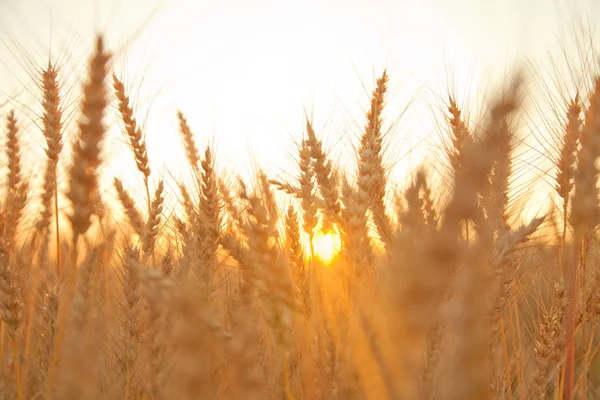 Atardecer noche campo de trigo dorado —  Fotos de Stock