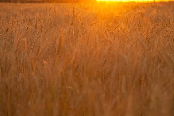 Solnedgången kvällen gyllene vetefält — Stockfoto