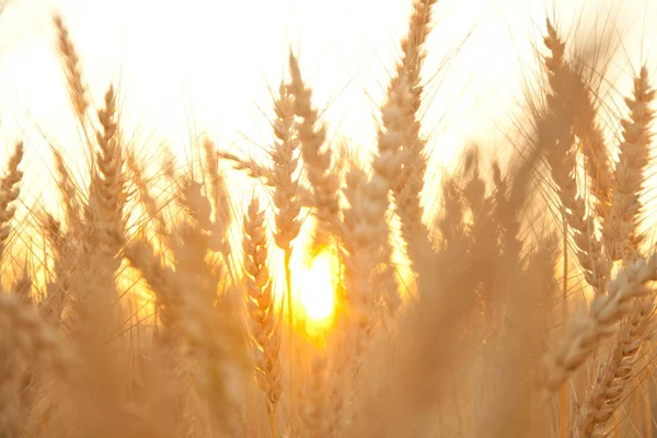 Atardecer noche campo de trigo dorado —  Fotos de Stock