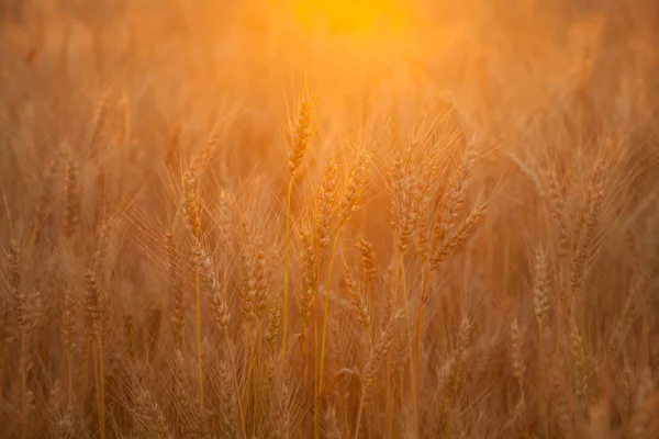 Atardecer noche campo de trigo dorado — Foto de Stock