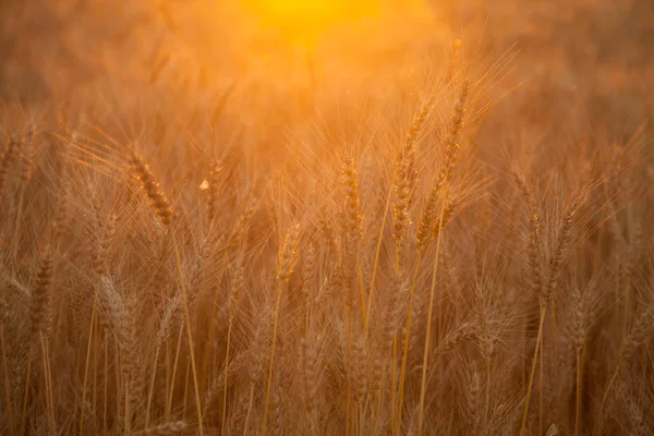 Pôr do sol noite campo de trigo dourado — Fotografia de Stock