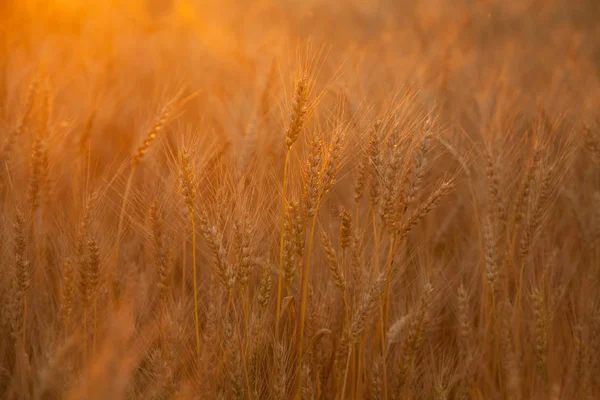 Atardecer noche campo de trigo dorado — Foto de Stock