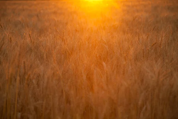 Atardecer noche campo de trigo dorado —  Fotos de Stock