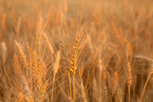 Sunset akşam altın buğday alanı — Stok fotoğraf