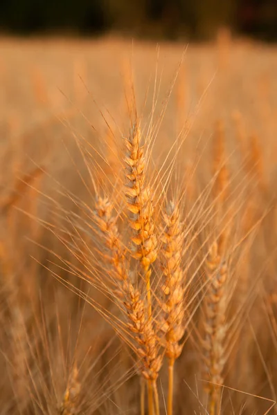 Pôr do sol noite campo de trigo dourado — Fotografia de Stock