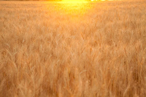 Ηλιοβασίλεμα το βράδυ χρυσαφένιο σιτάρι τομέα — Φωτογραφία Αρχείου