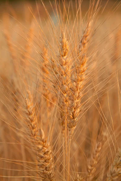 Pôr do sol noite campo de trigo dourado — Fotografia de Stock