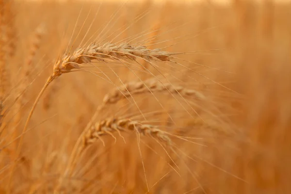Pôr do sol noite campo de trigo dourado — Fotografia de Stock