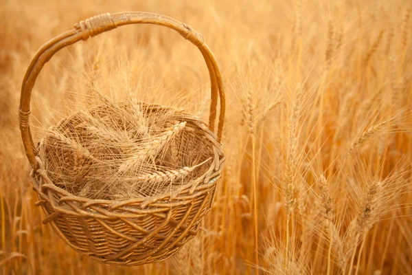 Atardecer noche campo de trigo dorado con cesta bolsa de mimbre —  Fotos de Stock