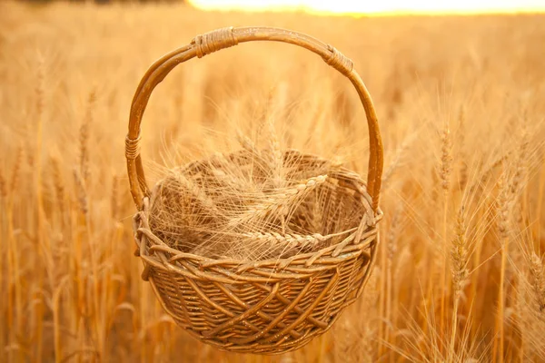 Atardecer noche campo de trigo dorado con cesta bolsa de mimbre —  Fotos de Stock