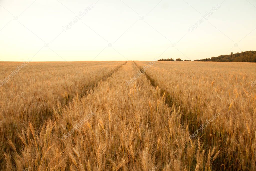 sunset evening golden wheat field