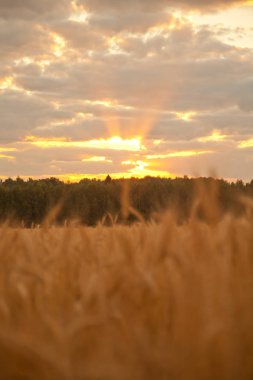sabah erken gündoğumu buğday alanı