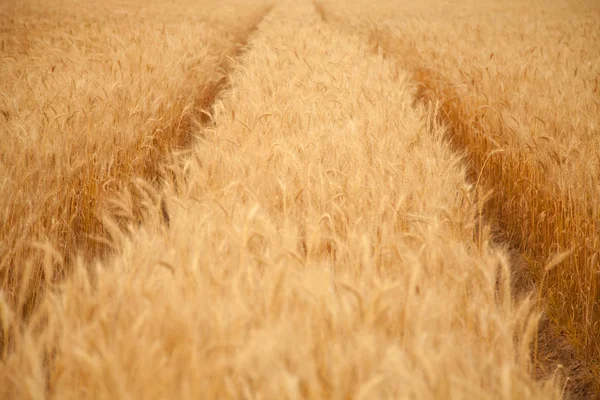 Campo de trigo campo día caliente — Foto de Stock