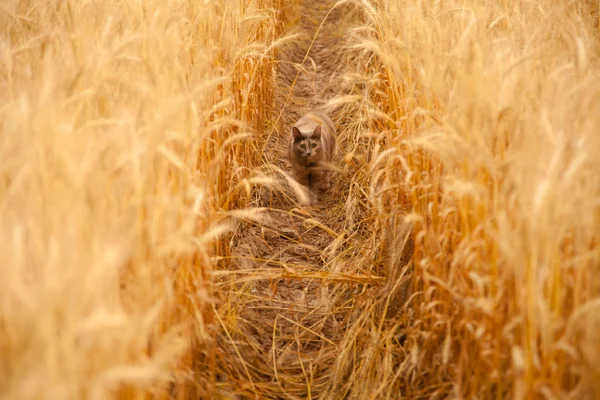 gri kedi buğday alan contryside içinde