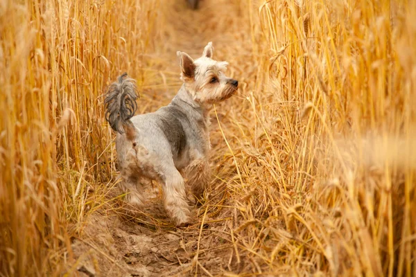 Yorkshire Terrier bonito cão bonito — Fotografia de Stock