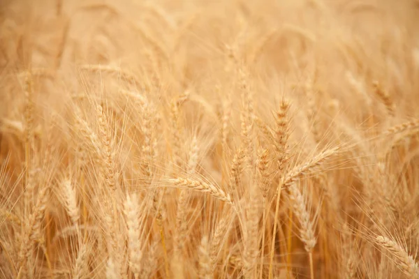Wheat field countryside hot day — ストック写真