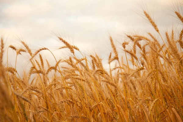 Ranní svítání pšeničné pole — Stock fotografie