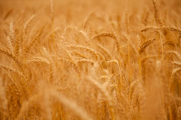 Campo de trigo campo día caliente — Foto de Stock