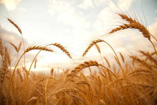 Buğday alan sıcak gün kırsal — Stok fotoğraf
