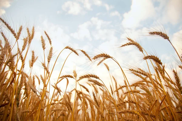 Pšeničné pole venkov horký den — Stock fotografie