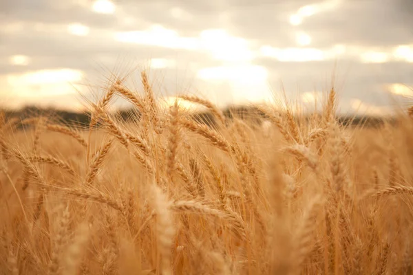 early morning sunrise wheat field