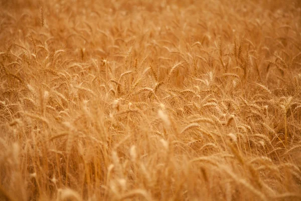 Campo de trigo campo día caliente — Foto de Stock