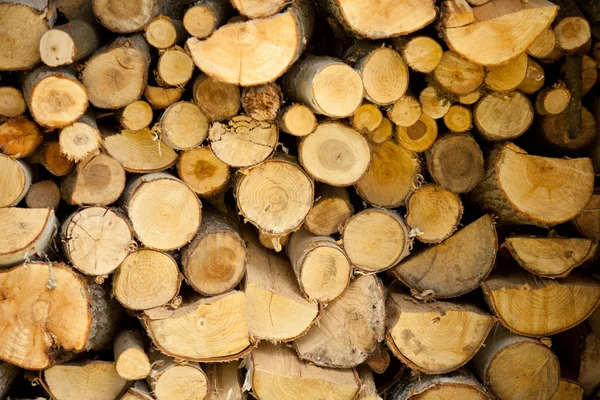 Bûches de bois arbre en été — Photo
