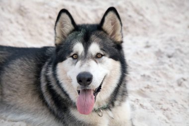 Alaskan malamute güzel büyük köpek tek başına
