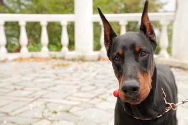 güzel dobermann köpek portre parkta açık
