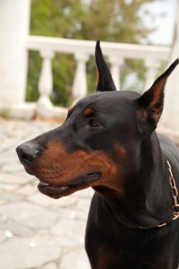 güzel dobermann köpek portre parkta açık