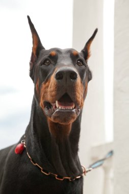 parkta güzel siyah doberman köpek