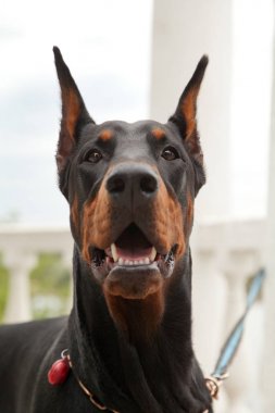 parkta güzel siyah doberman köpek