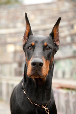 parkta güzel siyah doberman köpek